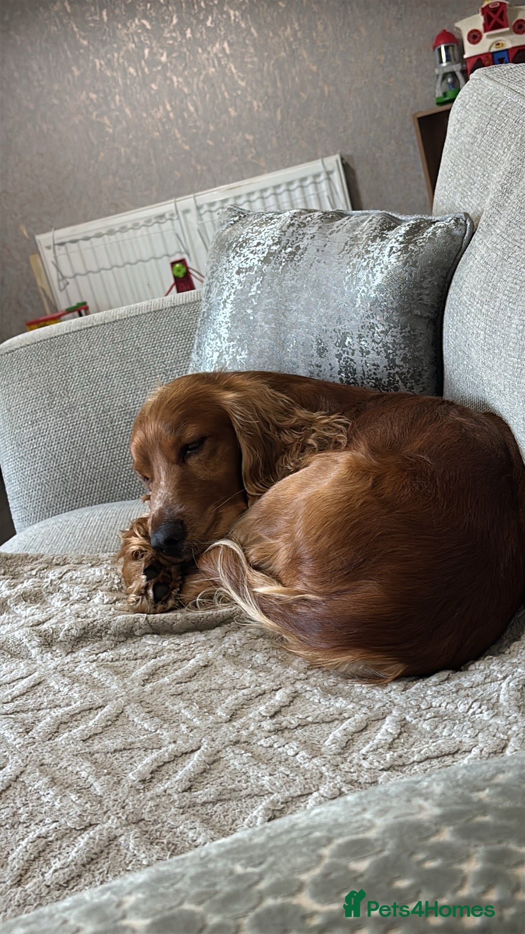 Mixed Breed dogs for sale: Frocker puppies - Advert 2