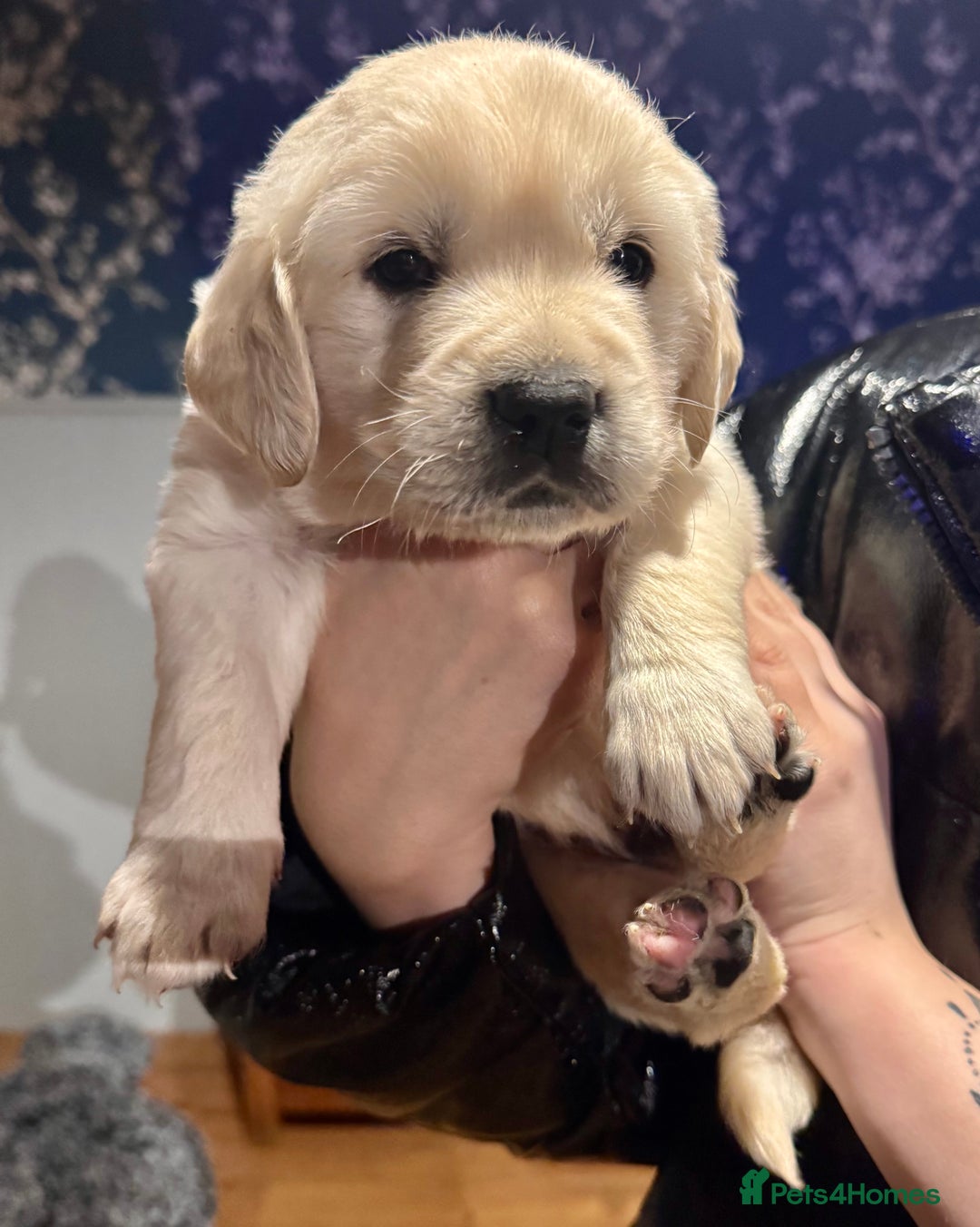 Golden Retriever dogs for sale: Beautiful and fluffy Golden Retriever puppies - Advert 15