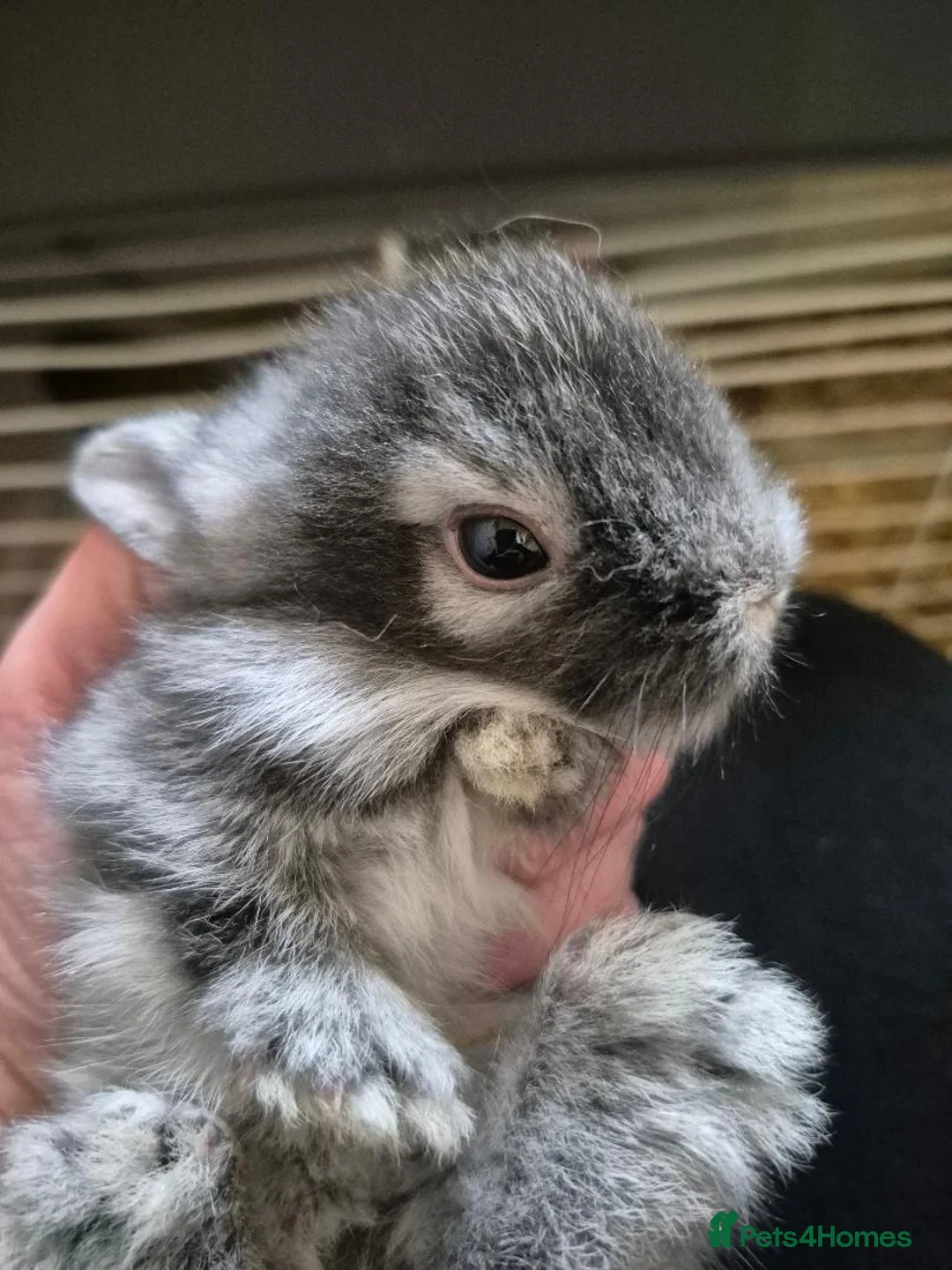 Mixed Breed rabbits for sale:  Lionhead x Netherland Dwarf baby rabbits in Kidderminster - Advert 1