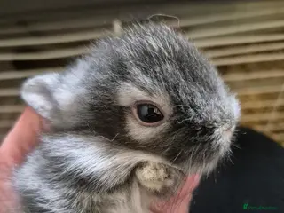 Mixed Breed rabbits Lionhead x Netherland Dwarf baby rabbits - Advert 1