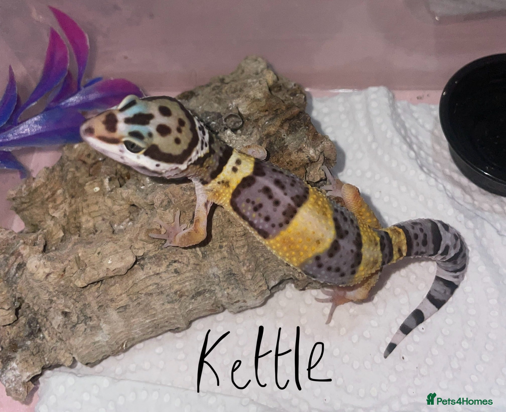 Leopard Gecko reptiles Hatchling Leopard Geckos - Advert 1