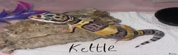 Leopard Gecko reptiles for sale: Hatchling Leopard Geckos - Advert 1