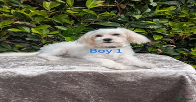 Maltese dogs - Advert 4