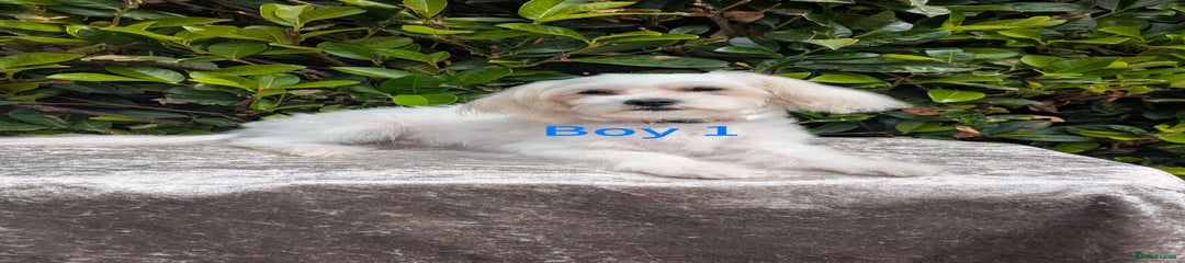 Maltese Puppy 1