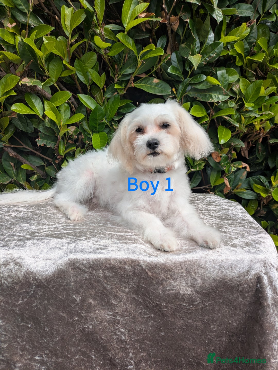 Maltese dogs for sale: Still waiting for love. Beautiful Maltese Puppies - Image 3