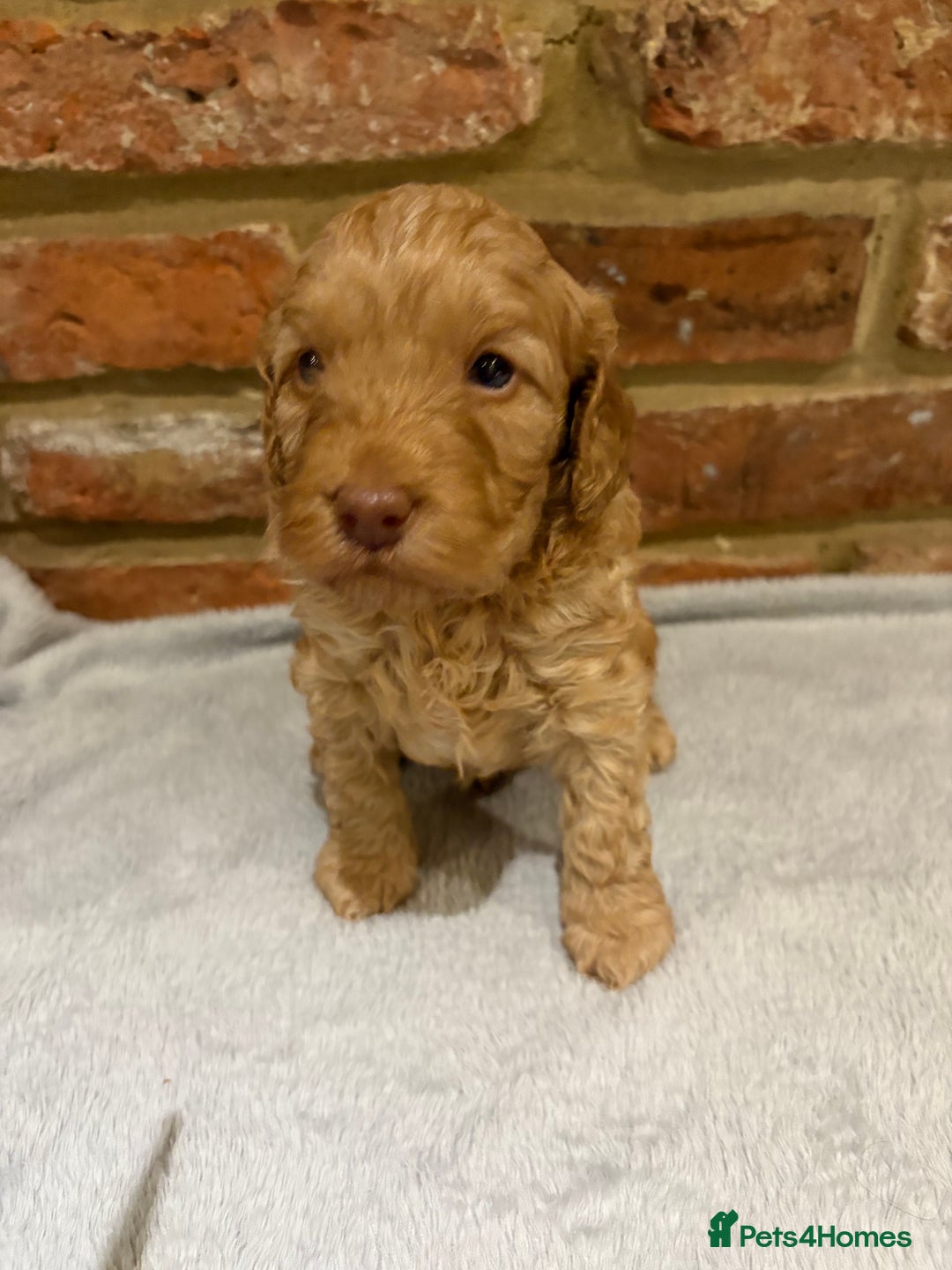 Cockapoo dogs for sale: F1b cockapoo puppies - Advert 18