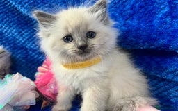 Siberian cats for sale: 🩵🩵Stunning Siberian Neva Masquerade Babies🩵🩵 - Image 17