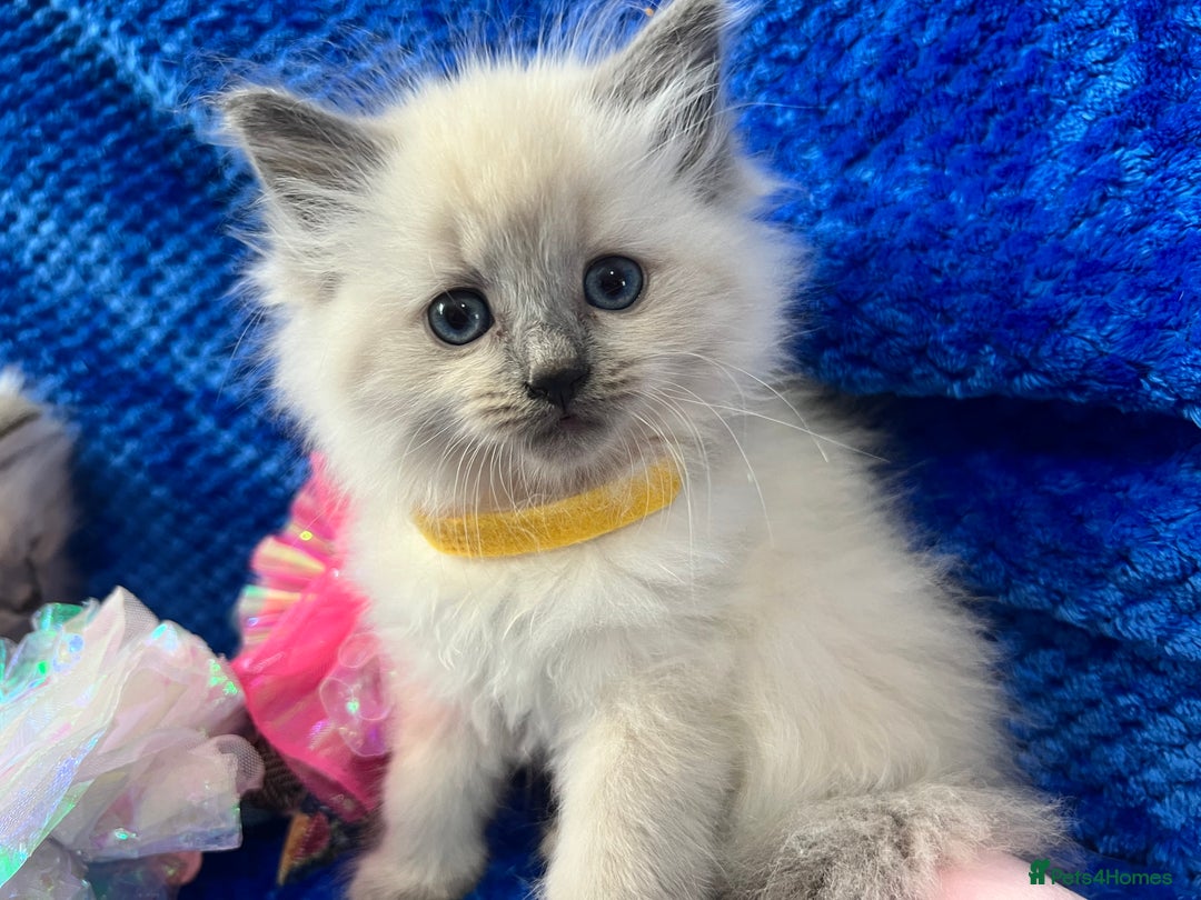 Siberian cats for sale: 🩵🩵Stunning Siberian Neva Masquerade Babies🩵🩵 - Image 17