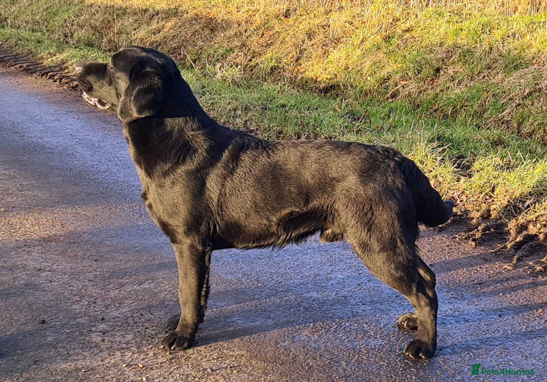 Labrador Retriever dogs for sale: Quality bred dual purpose Labrador pups  in Haltwhistle - Image 4