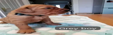 Golden Retriever 4