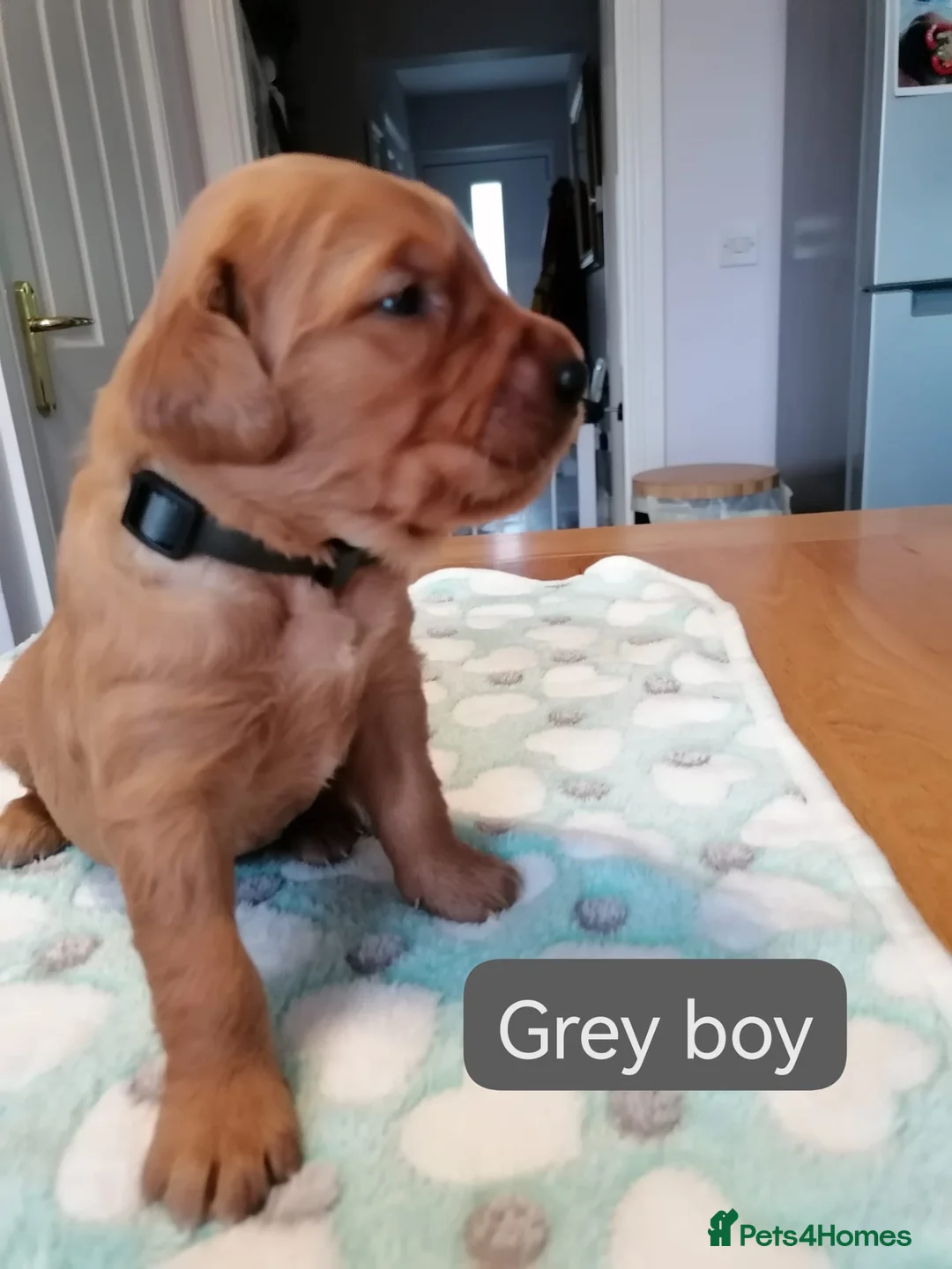 Golden Retriever dogs for sale: Exceptional KC registered Golden Retriever puppies - Advert 2