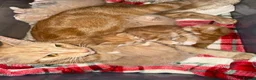 British Shorthair cats for sale: 5 beautiful kittens  - Advert 13
