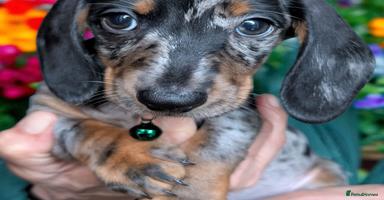 Miniature Dachshund dogs - Advert 13
