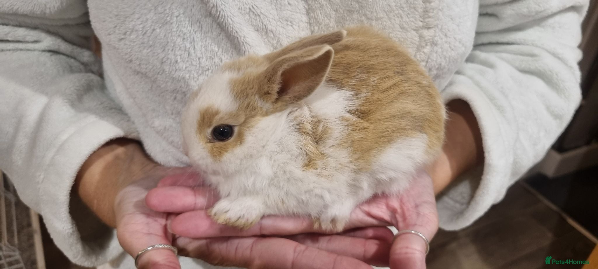 English Lop rabbits English Lop Bunnies - Advert 10