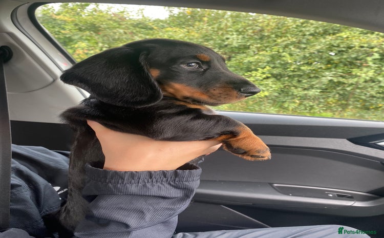 Dachshund dogs - Advert 8