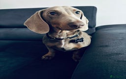 Dachshund dogs for sale: 5month male dachshund  - Image 1