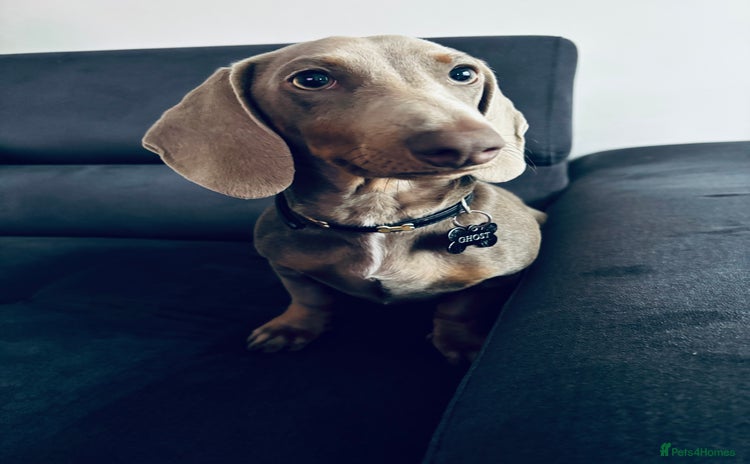 Dachshund dogs - Advert 5