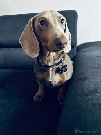 Dachshund dogs - Advert 15