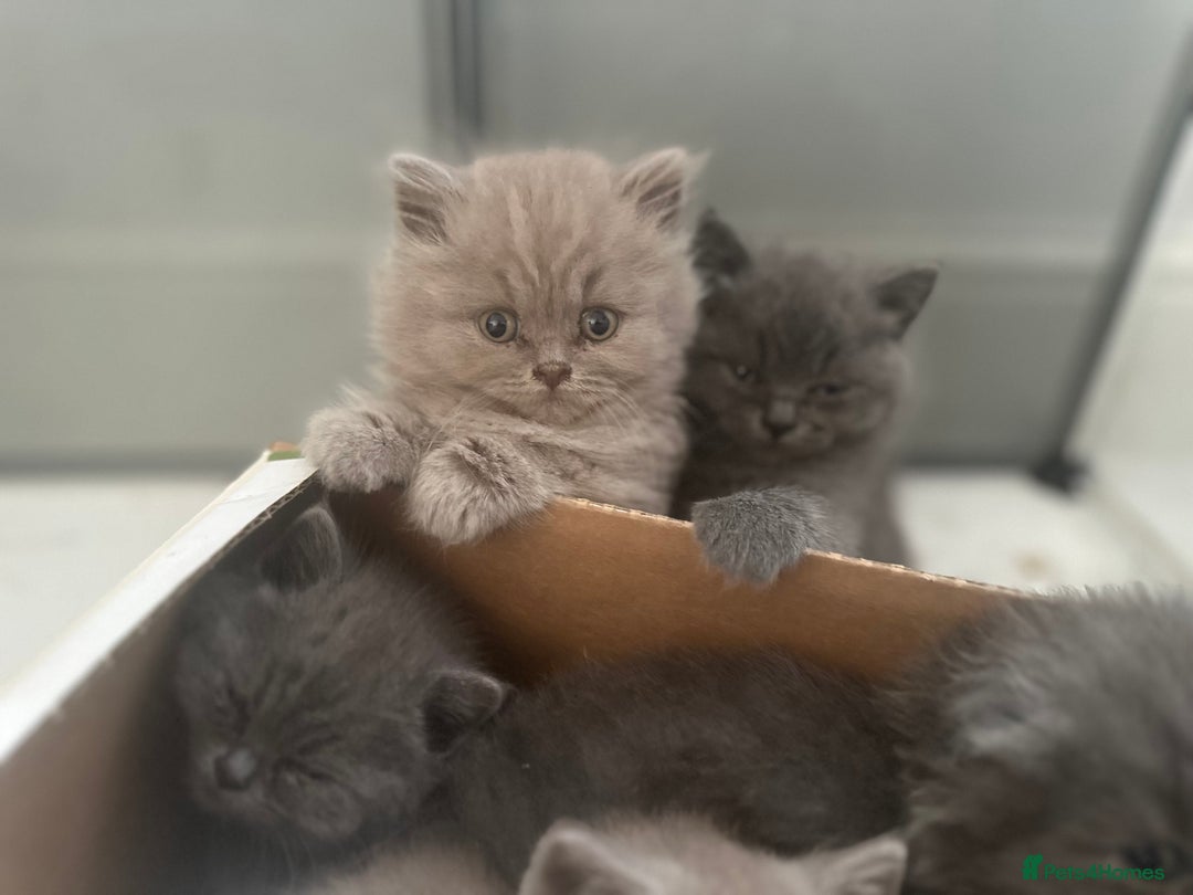 British Longhair cats for sale: British Longhair boy kitten-reserved  - Image 5