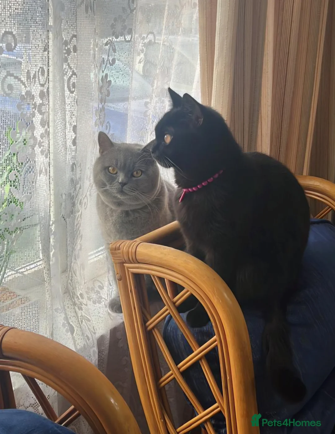 British Shorthair cats for sale: Adorable british short hair kittens - Advert 8