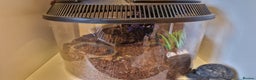 Tarantulas invertebrates for sale: Tarantulas for sale - Advert 8