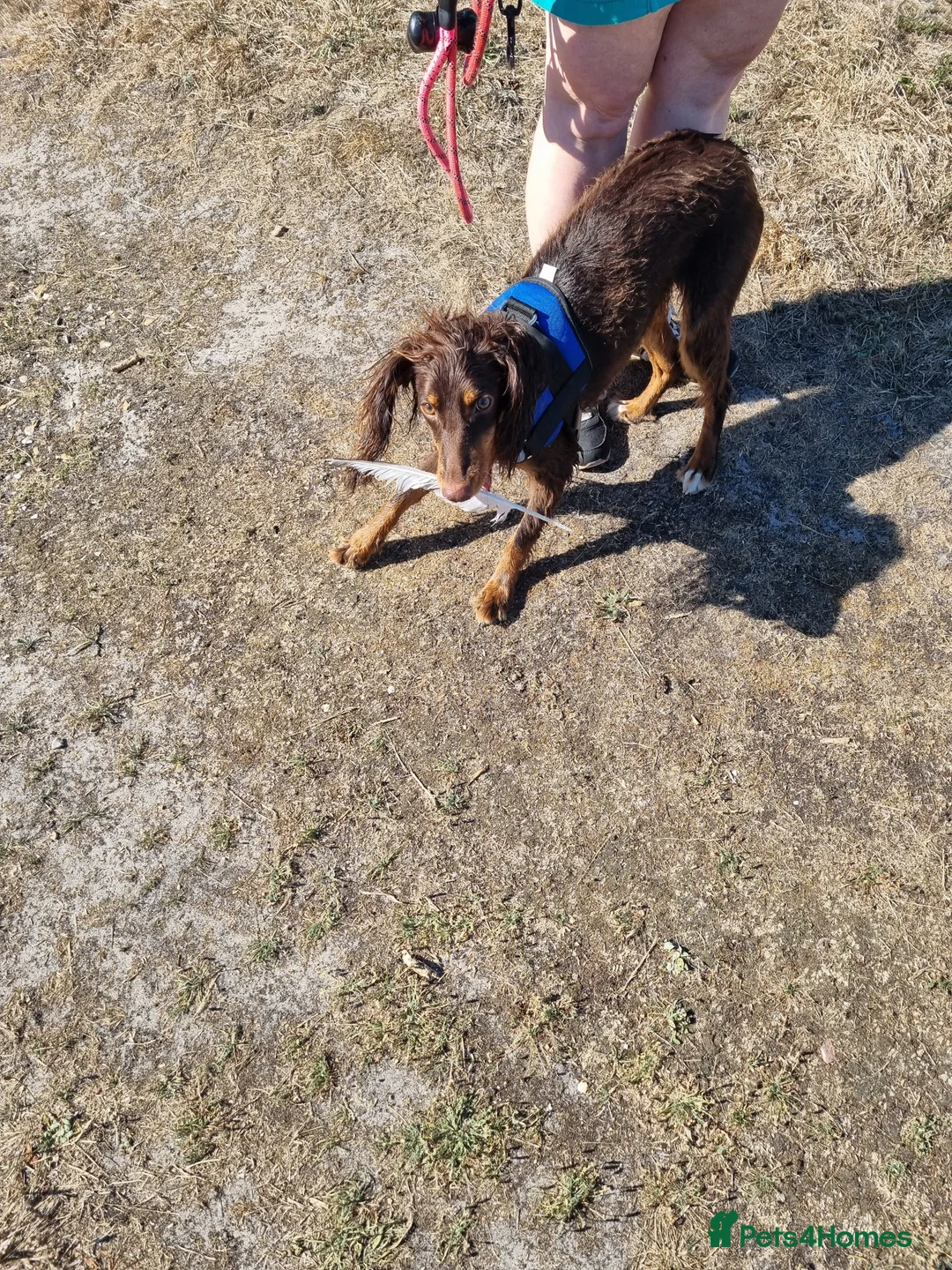 Cocker Spaniel dogs for sale: Springer spaniel - Advert 4