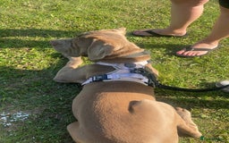Cane Corso dogs for sale: Cane corso female  - Image 5