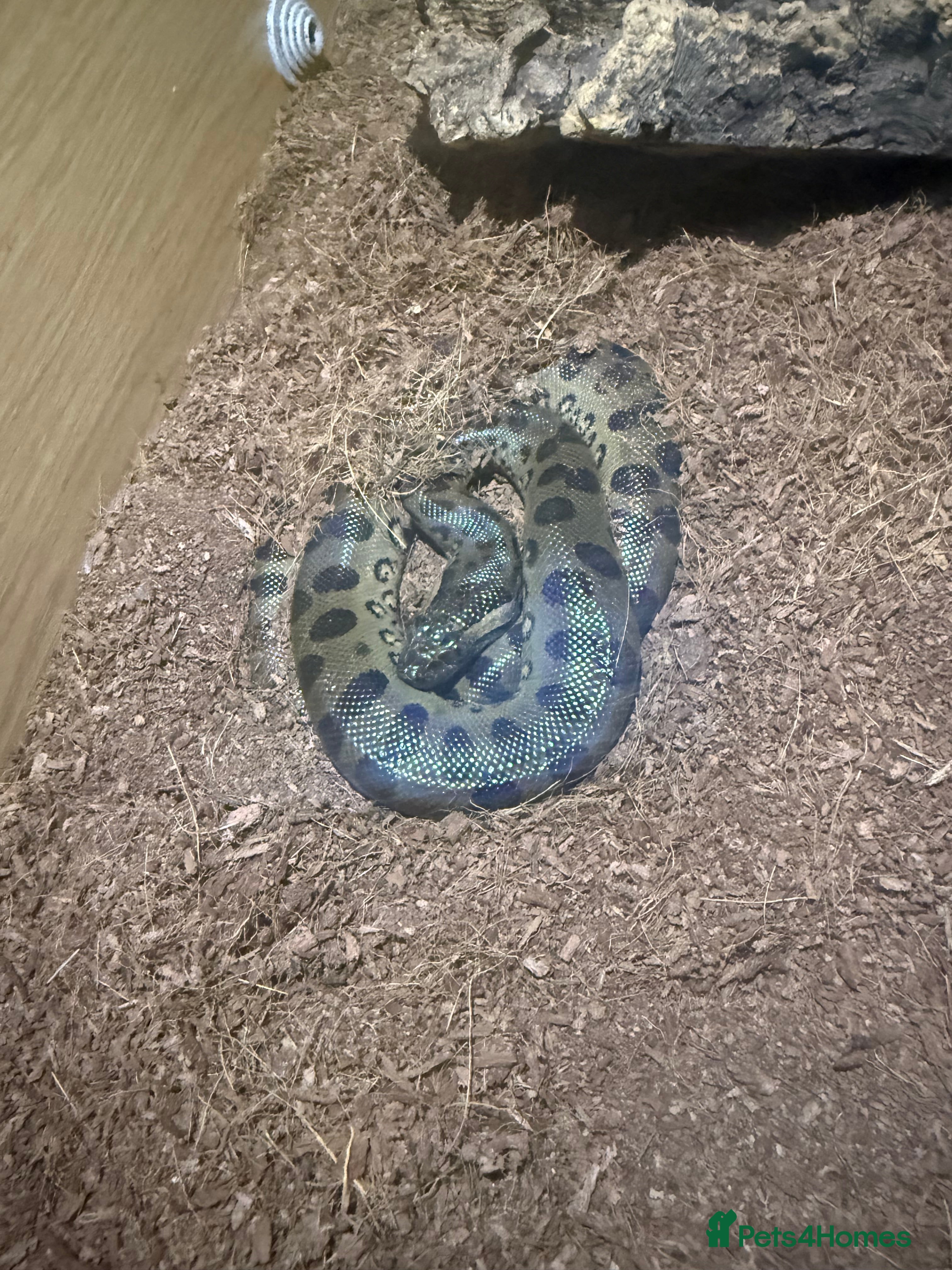 Snake reptiles Male green anaconda  - Advert 1