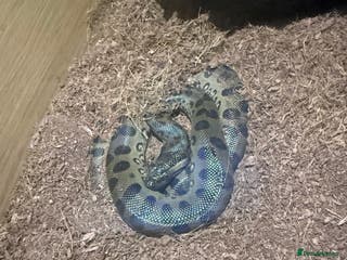 Snake reptiles Male green anaconda - Advert 1