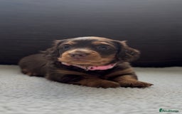 Miniature Dachshund dogs for sale: Long Haired Miniature Dachshunds - Image 5