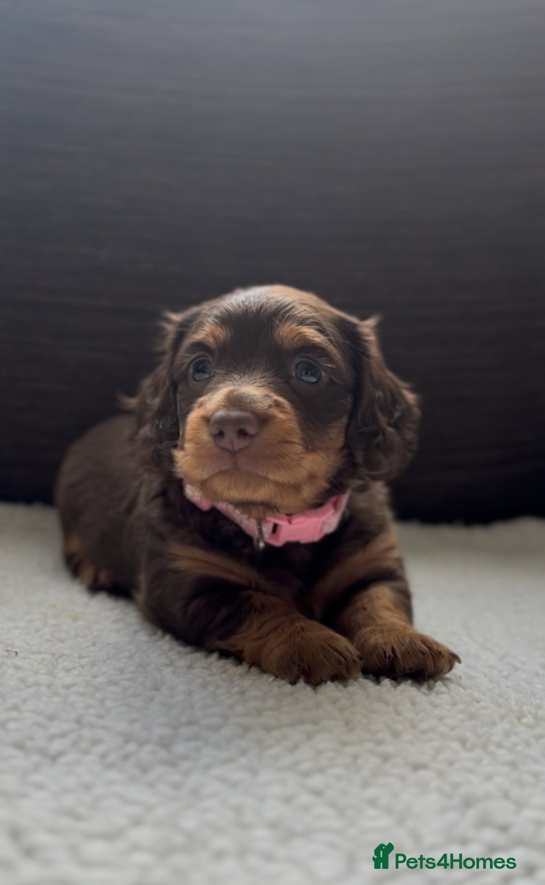 Miniature Dachshund dogs for sale: Long Haired Miniature Dachshunds - Image 5