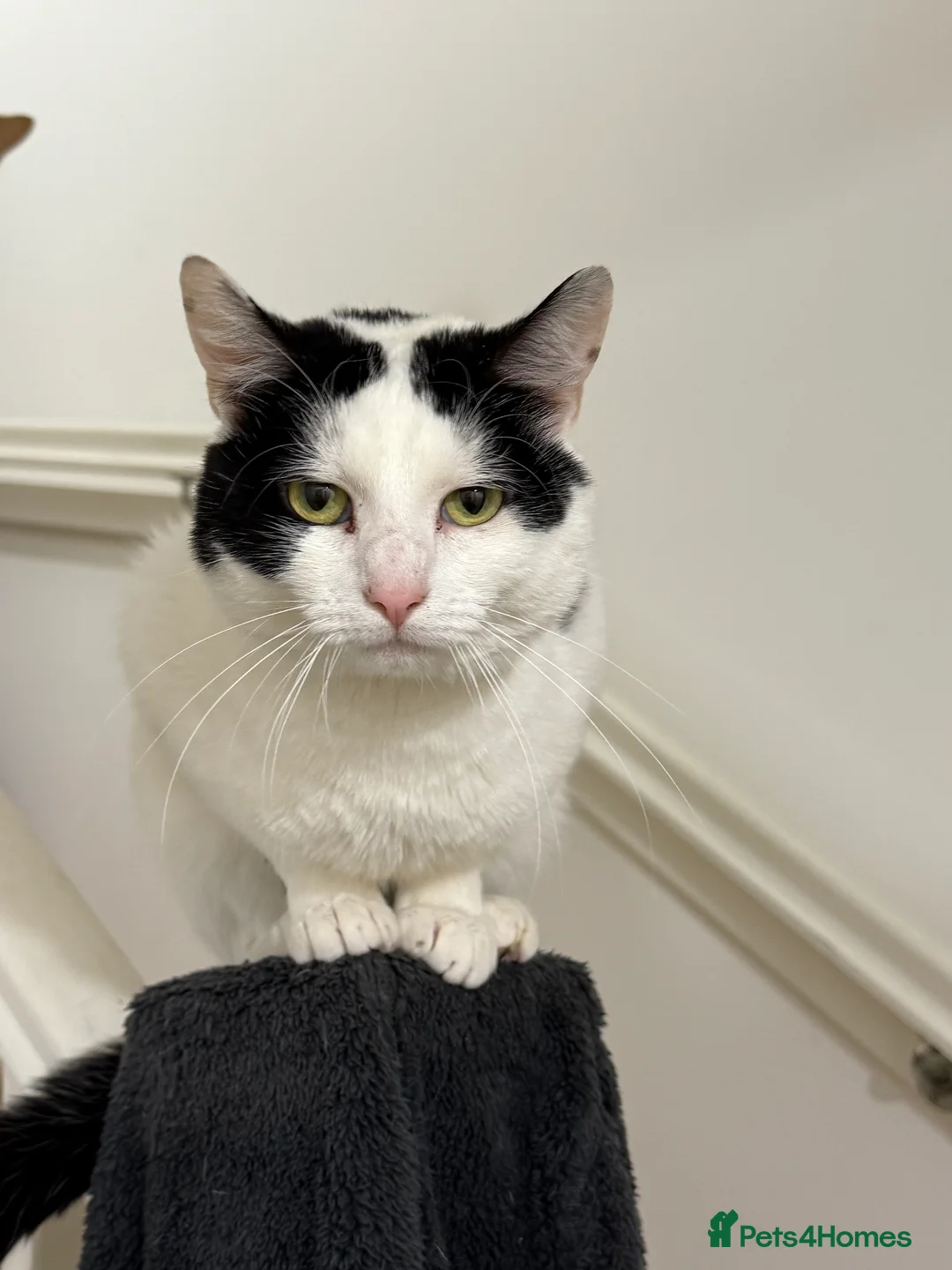 Domestic Shorthair cats for sale: Loving cat  in Leicester - Advert 4