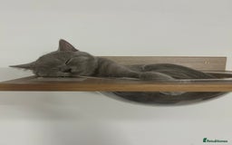 British Shorthair cats for sale: missy! grey british short hair. - Image 22