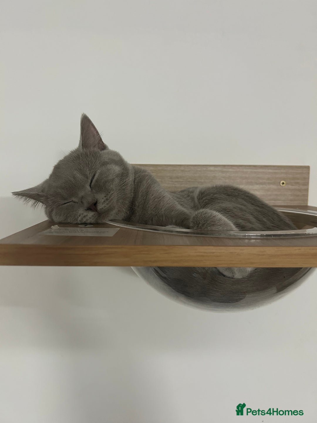 British Shorthair cats for sale: missy! grey british short hair. - Image 22