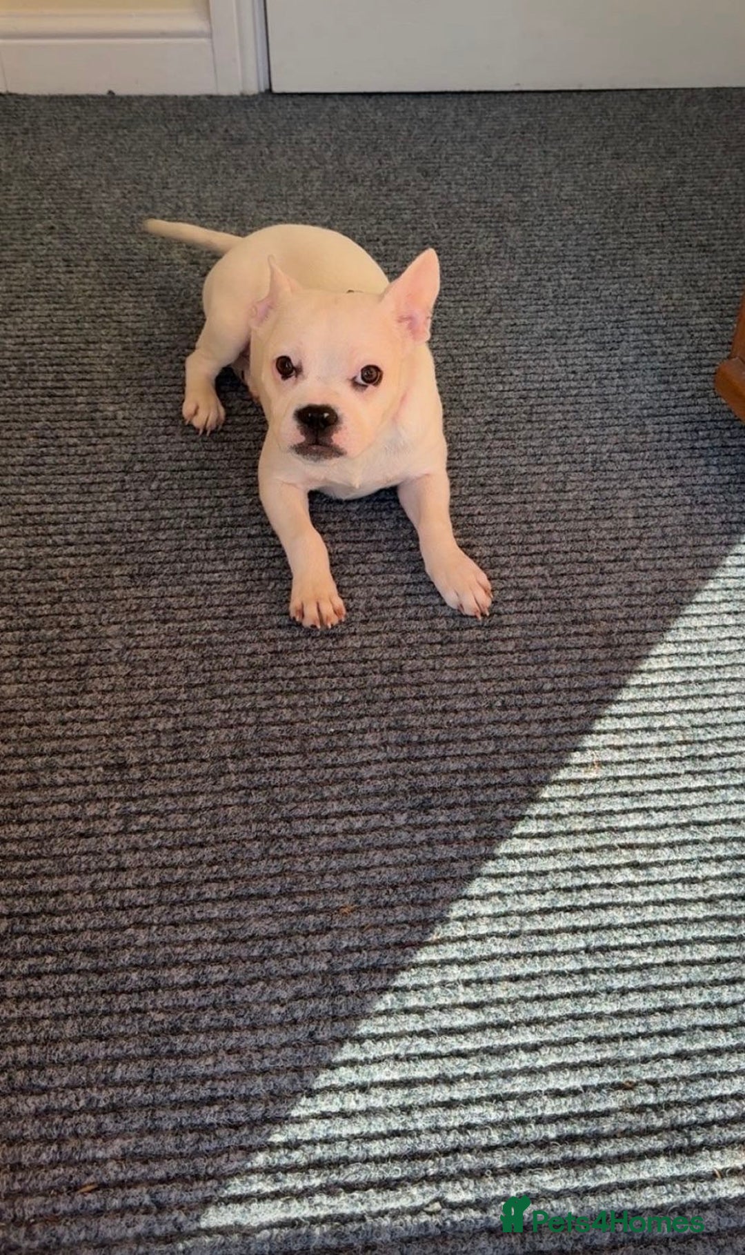 Mixed Breed dogs for sale: French bulldog cross staffy - Advert 5