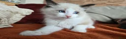 Ragdoll cats for sale: Pure Ragdoll Kittens  - Advert 31
