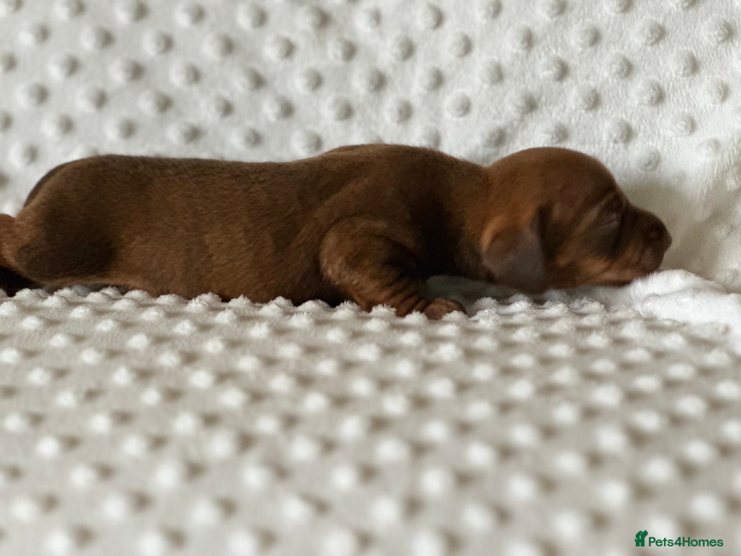 Miniature Dachshund dogs for sale: Champion  lines brindle / dapple mini daschund  - Image 8