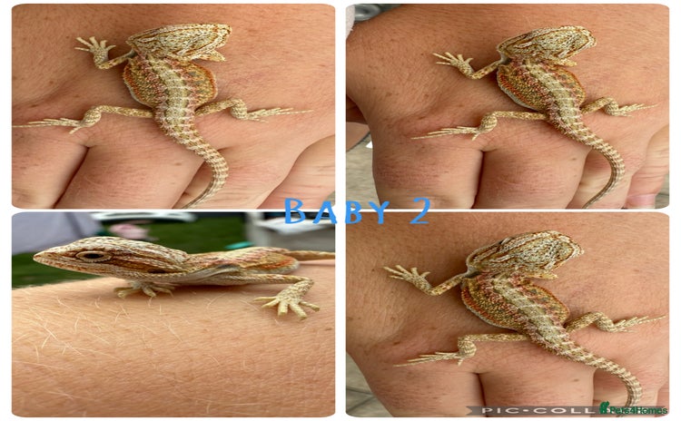 Bearded Dragon reptiles - Advert 10