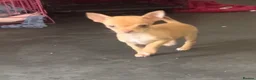 Chihuahua dogs for sale: Last chihuahua puppy REDUCED  - Advert 5