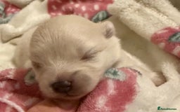 Pomeranian dogs for sale: 3 Beautiful small white Pomeranian pups  - Image 8