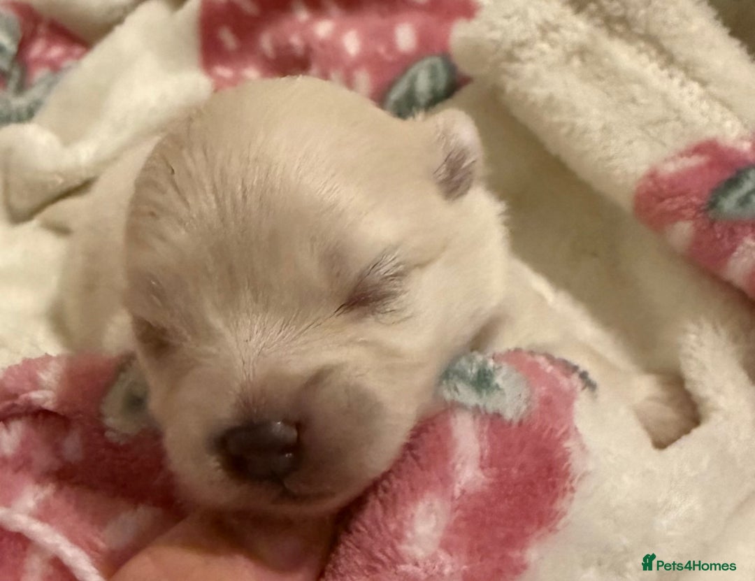 Pomeranian dogs for sale: 3 Beautiful small white Pomeranian pups  - Image 8