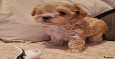 Maltipoo dogs - Advert 1