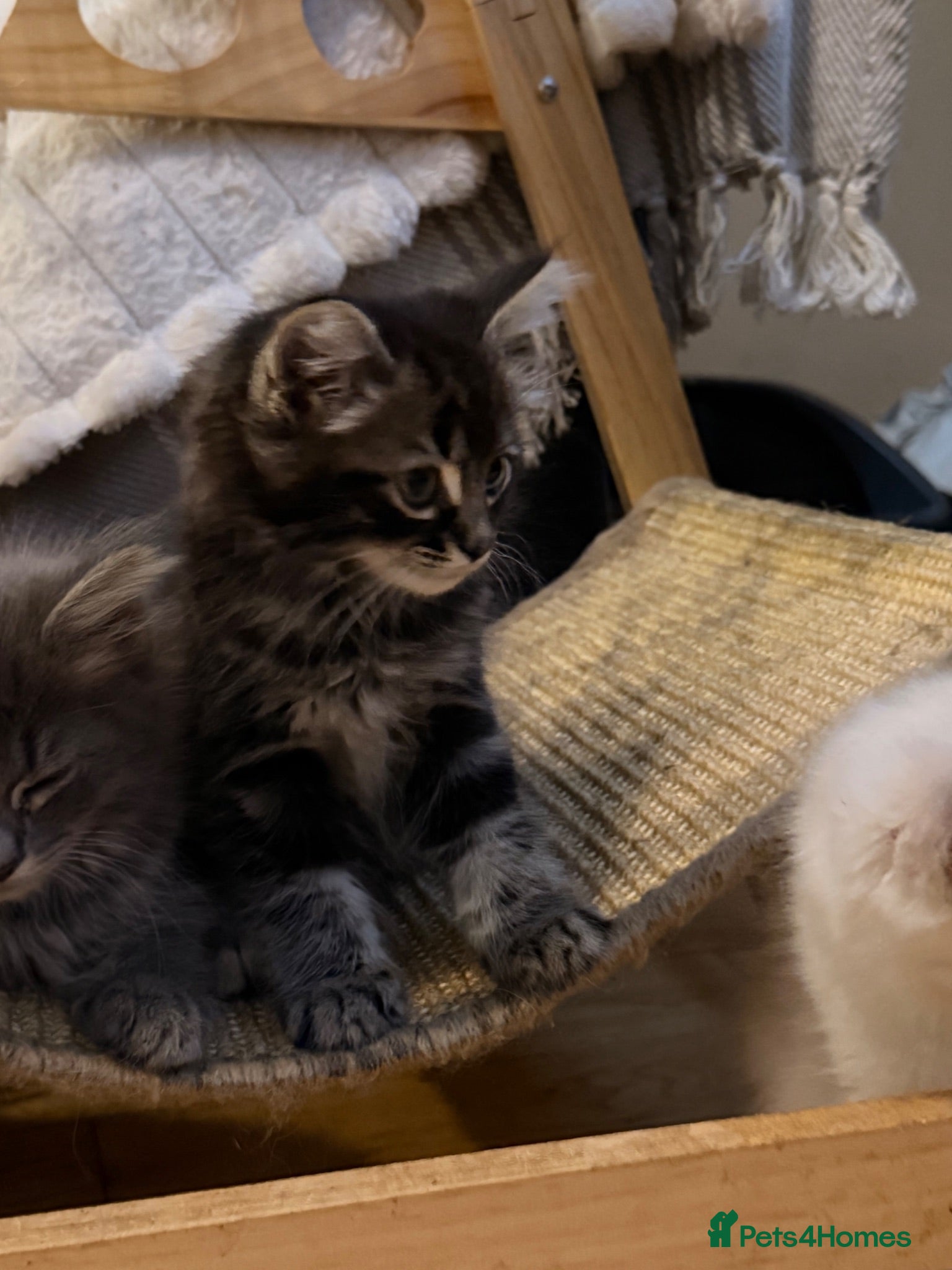 Ragdoll cats  Cherubim Ragdoll Kittens  - Advert 2