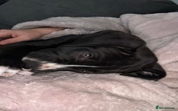 Great Dane dogs for sale: Great Dane puppy  - Image 4