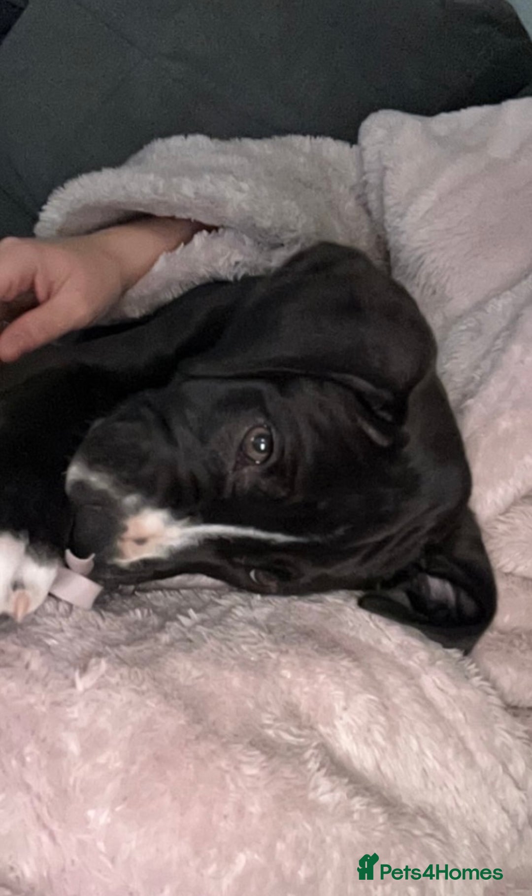 Great Dane dogs for sale: Great Dane puppy  - Image 4