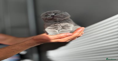 Scottish Fold cats - Advert 13