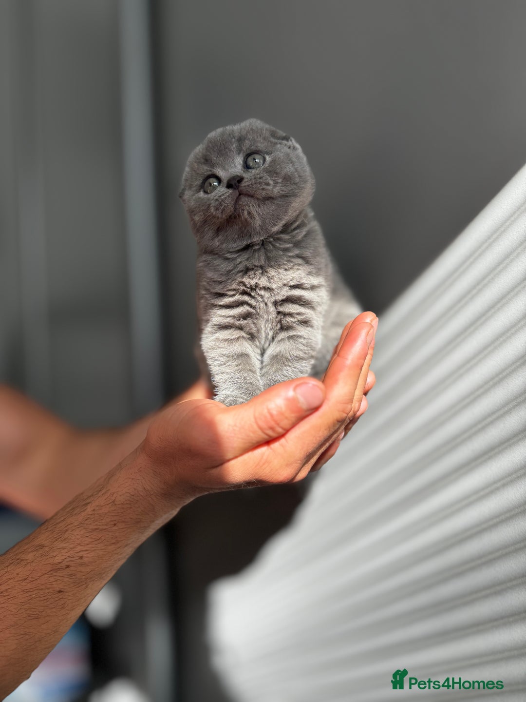 Scottish Fold cats for sale: Gorgeous Scottish fold/Straight kittens - Image 4