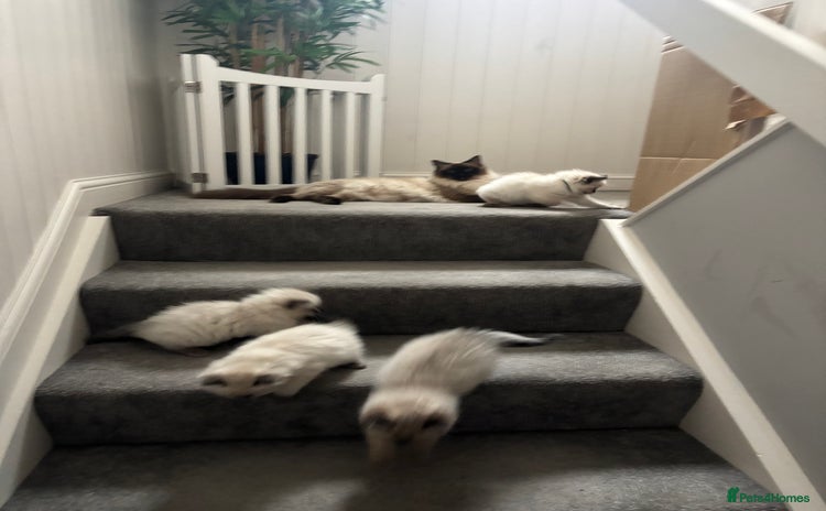 Ragdoll cats - Advert 2