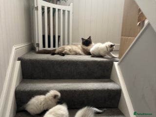 Ragdoll cats - Advert 1