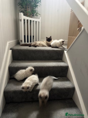 Ragdoll cats - Advert 2